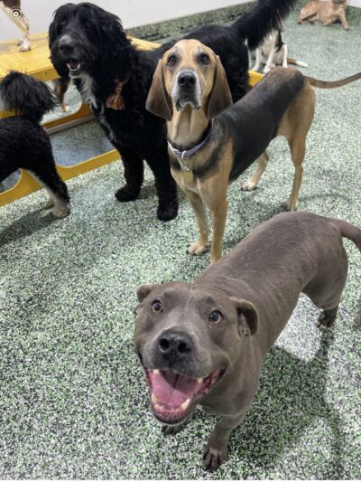 PAWSIES - Brooklyn, NY