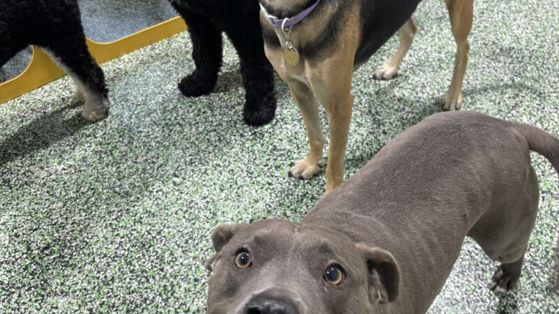 PAWSIES - Brooklyn, NY