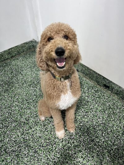 PAWSIES - Brooklyn, NY