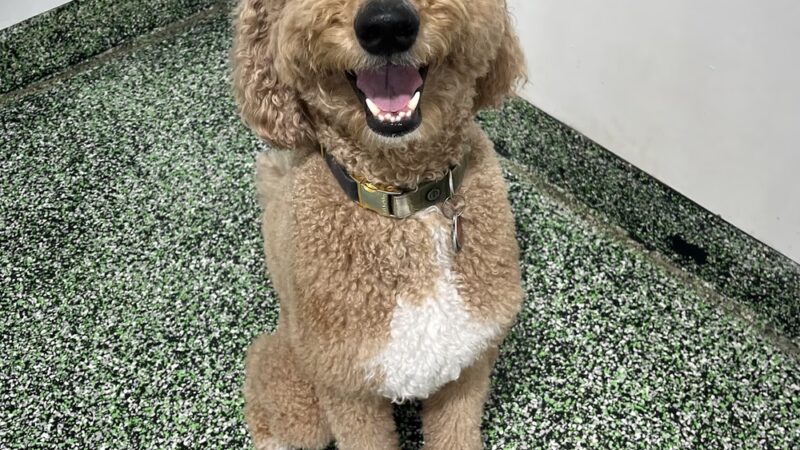 PAWSIES - Brooklyn, NY