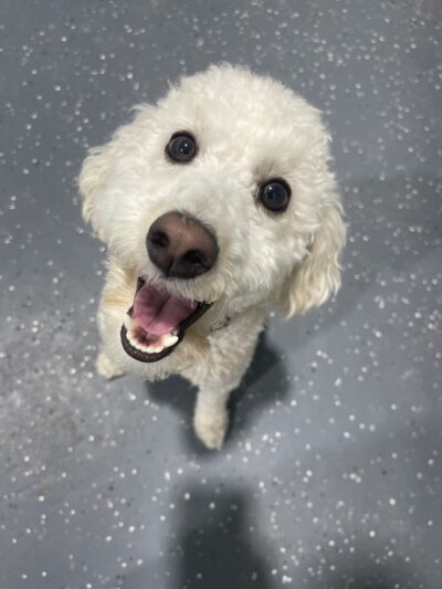 PAWSIES - Brooklyn, NY