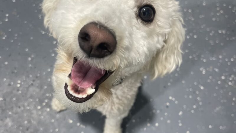 PAWSIES - Brooklyn, NY