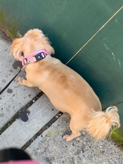 Pooch Purrfect - Brooklyn, NY