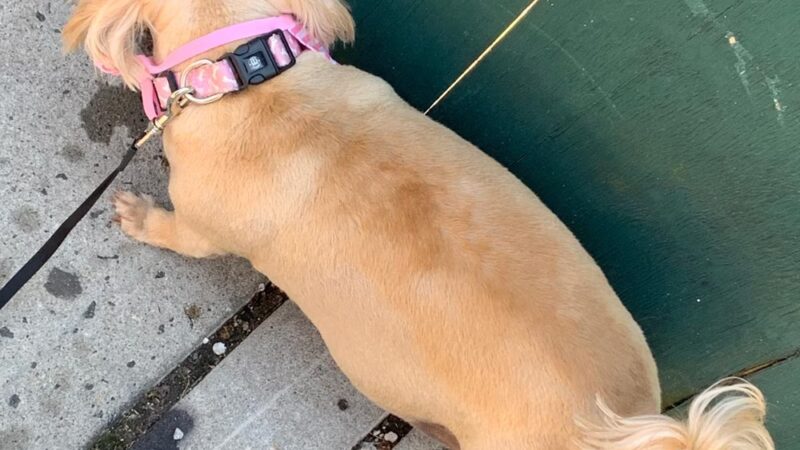 Pooch Purrfect - Brooklyn, NY