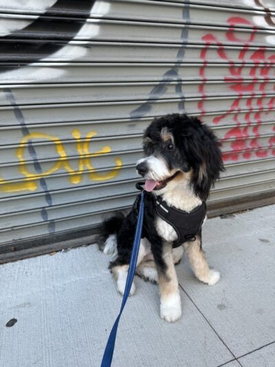 Pooch Purrfect - Brooklyn, NY