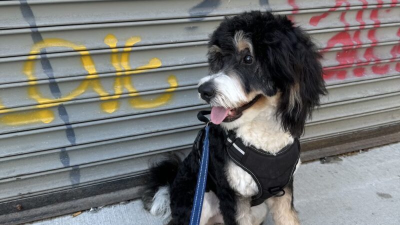 Pooch Purrfect - Brooklyn, NY