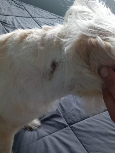 Pooch Purrfect - Brooklyn, NY