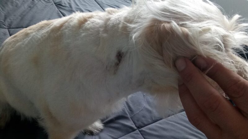 Pooch Purrfect - Brooklyn, NY