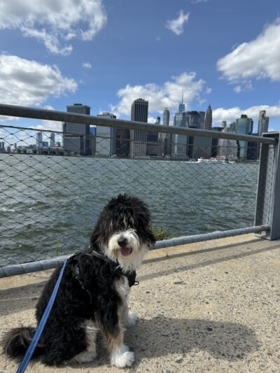 Pooch Purrfect - Brooklyn, NY