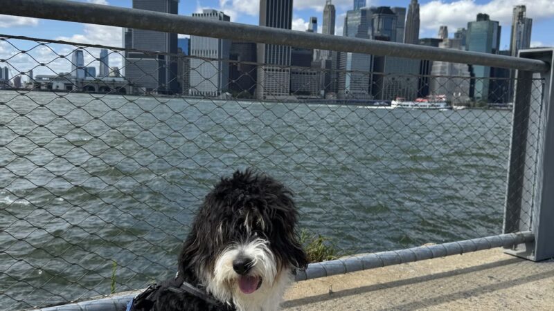 Pooch Purrfect - Brooklyn, NY