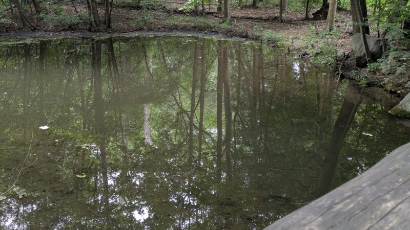 Prospect Park Waterfall - Brooklyn, NY