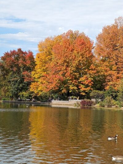 Prospect Park Wetland - Brooklyn, NY