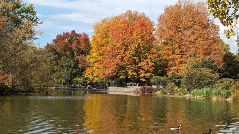 Prospect Park Wetland - Brooklyn, NY