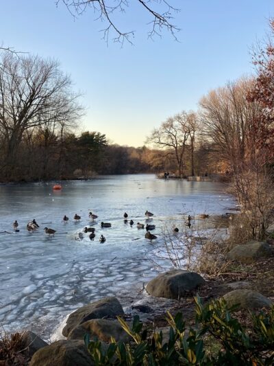 Prospect Park Wetland - Brooklyn, NY