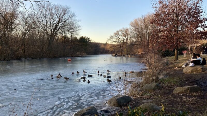 Prospect Park Wetland - Brooklyn, NY