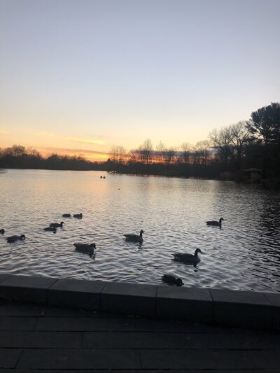 Prospect Park Wetland - Brooklyn, NY
