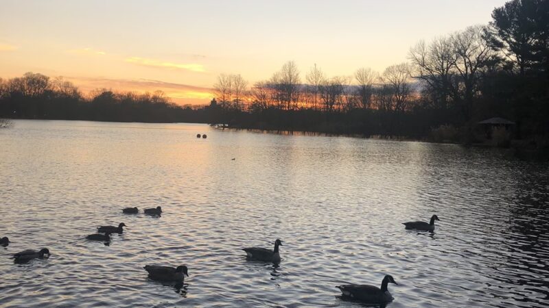Prospect Park Wetland - Brooklyn, NY