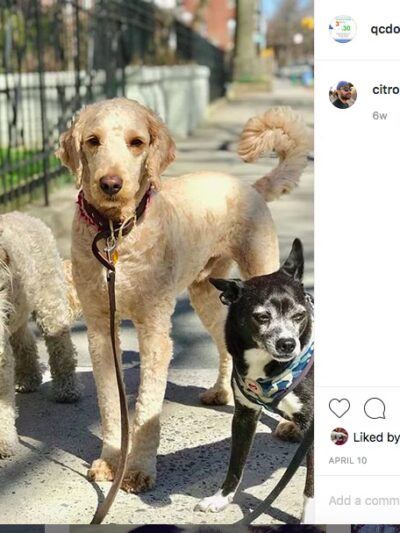 QC Dog Walking Services - Brooklyn, NY