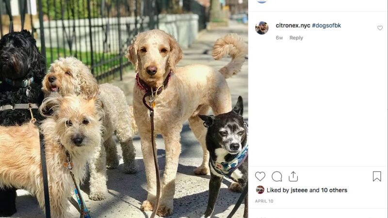 QC Dog Walking Services - Brooklyn, NY