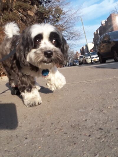 QC Dog Walking Services - Brooklyn, NY