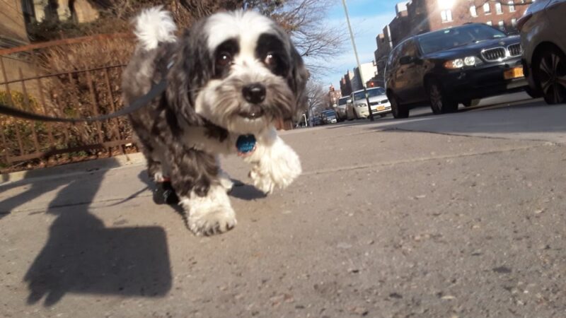 QC Dog Walking Services - Brooklyn, NY