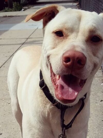 QC Dog Walking Services - Brooklyn, NY