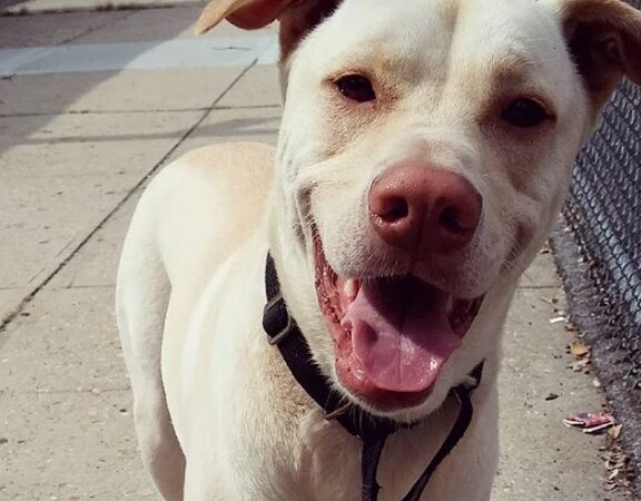 QC Dog Walking Services - Brooklyn, NY