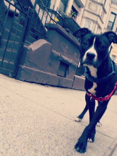 QC Dog Walking Services - Brooklyn, NY