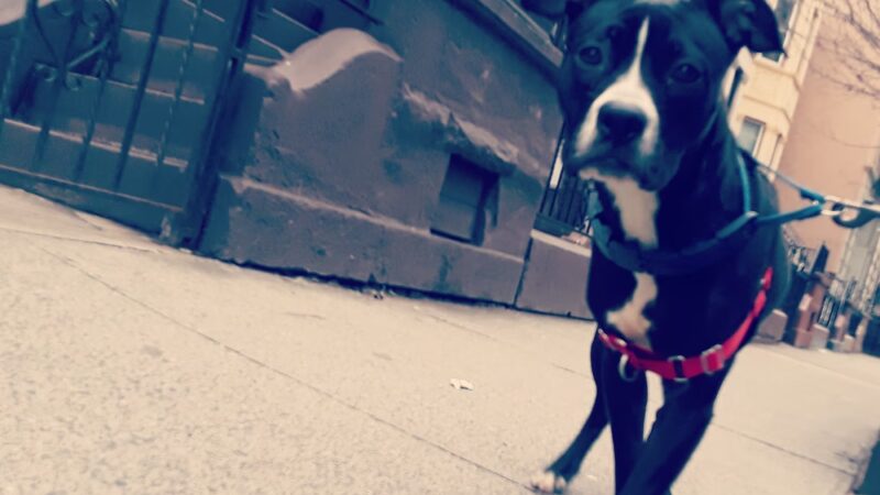 QC Dog Walking Services - Brooklyn, NY