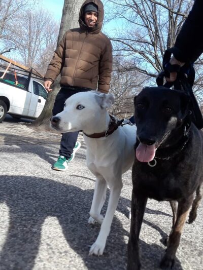 QC Dog Walking Services - Brooklyn, NY