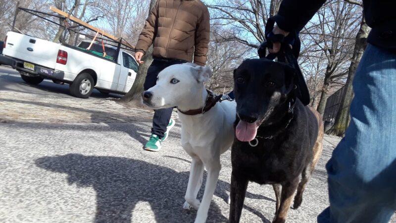 QC Dog Walking Services - Brooklyn, NY