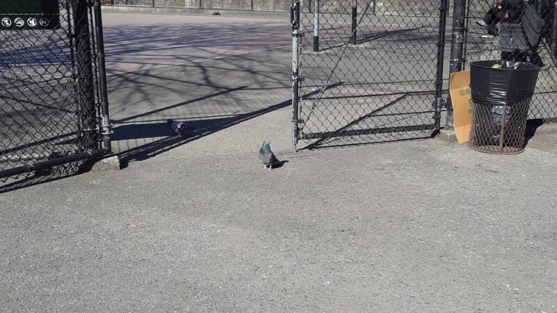 Rodney Park South - Brooklyn, NY