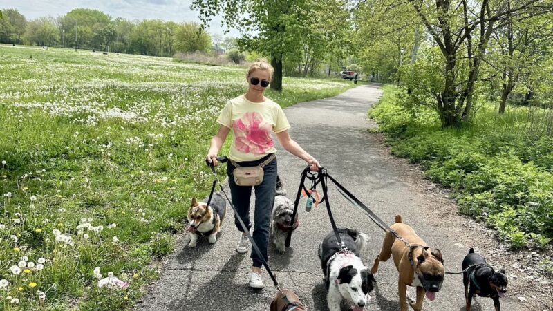 Woof & Move LLC - Brooklyn, NY