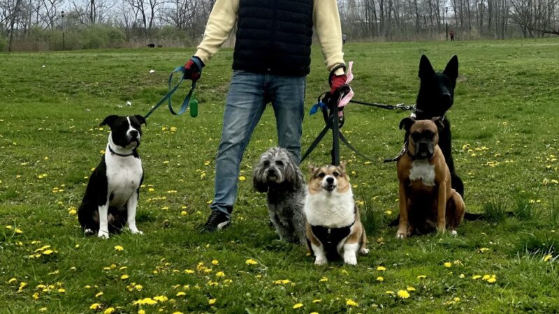 Woof & Move LLC - Brooklyn, NY