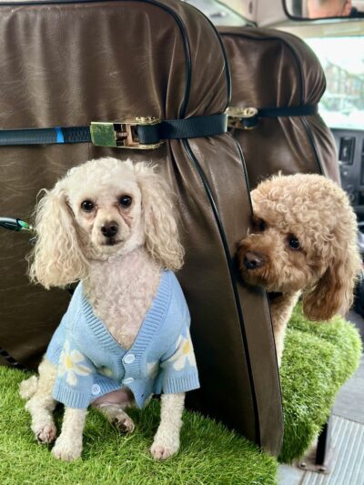 Woof & Move LLC - Brooklyn, NY