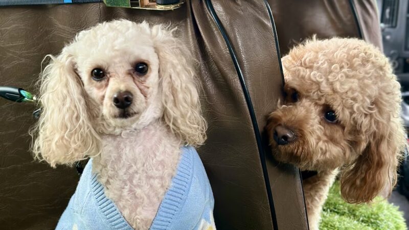 Woof & Move LLC - Brooklyn, NY