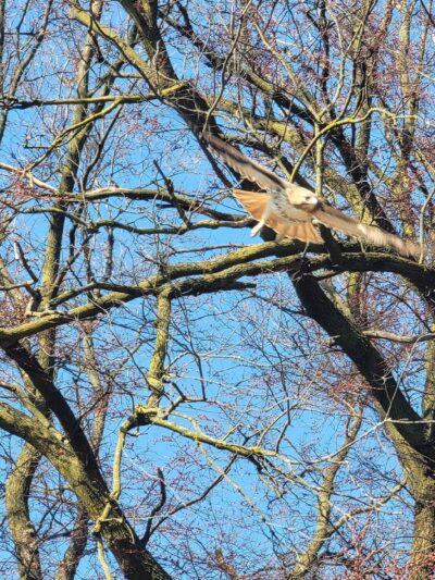 Bandshell Picnic Tables - Brooklyn, NY