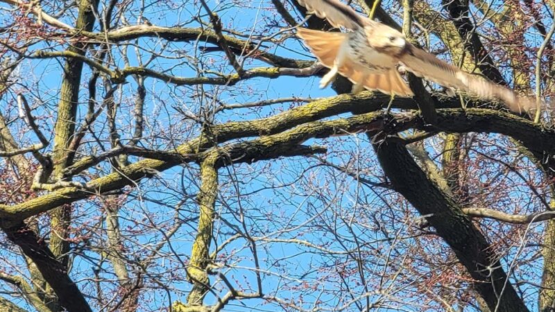 Bandshell Picnic Tables - Brooklyn, NY