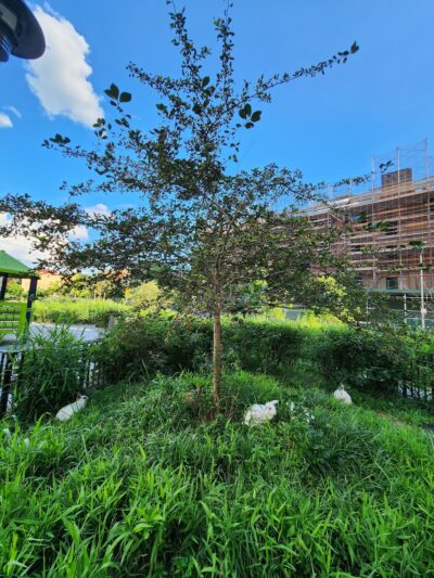 Beaver Noll Park - Brooklyn, NY