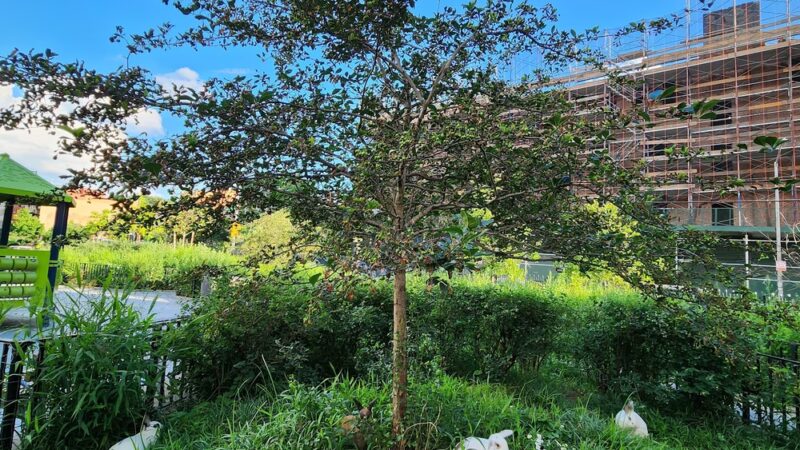Beaver Noll Park - Brooklyn, NY