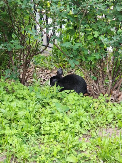 Beaver Noll Park - Brooklyn, NY
