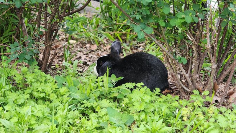 Beaver Noll Park - Brooklyn, NY