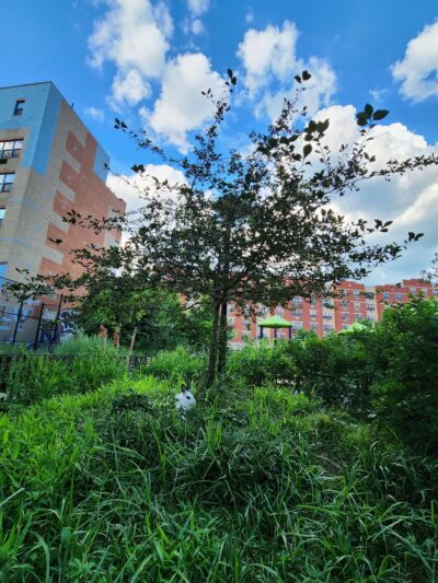 Beaver Noll Park - Brooklyn, NY