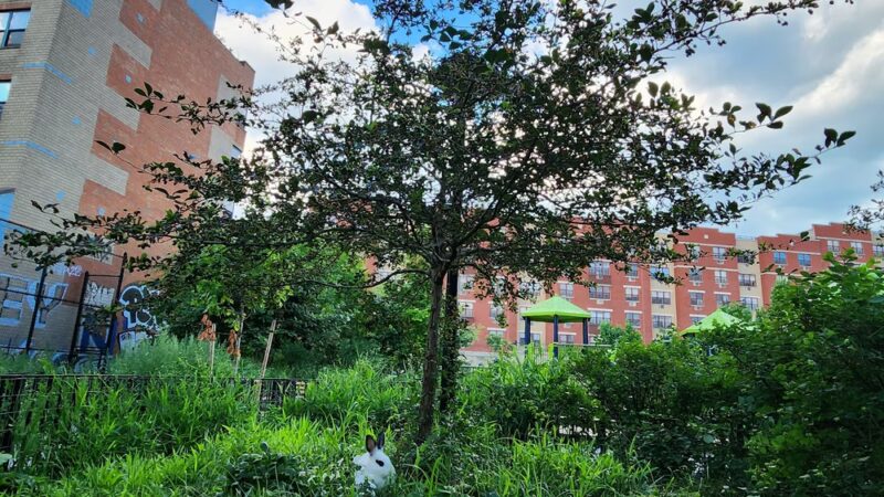 Beaver Noll Park - Brooklyn, NY