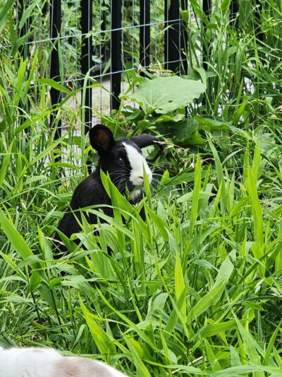 Beaver Noll Park - Brooklyn, NY