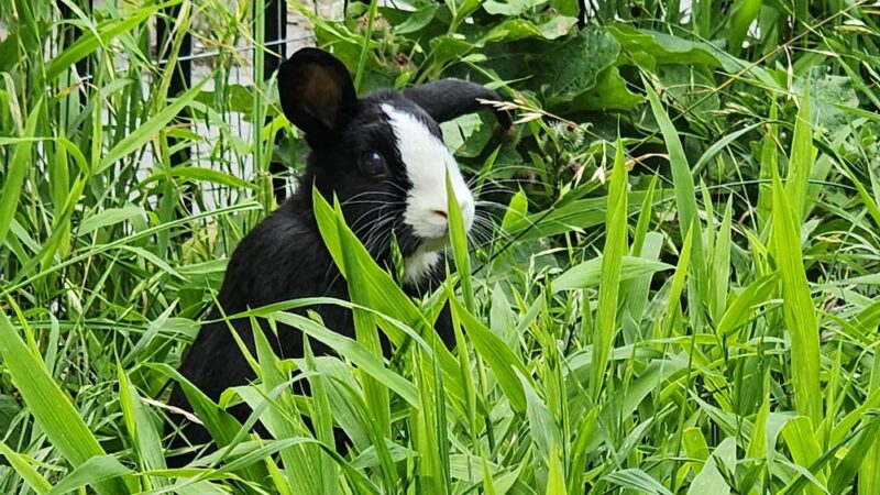 Beaver Noll Park - Brooklyn, NY
