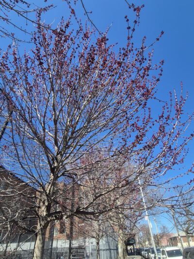 Belmont Playground - Brooklyn, NY