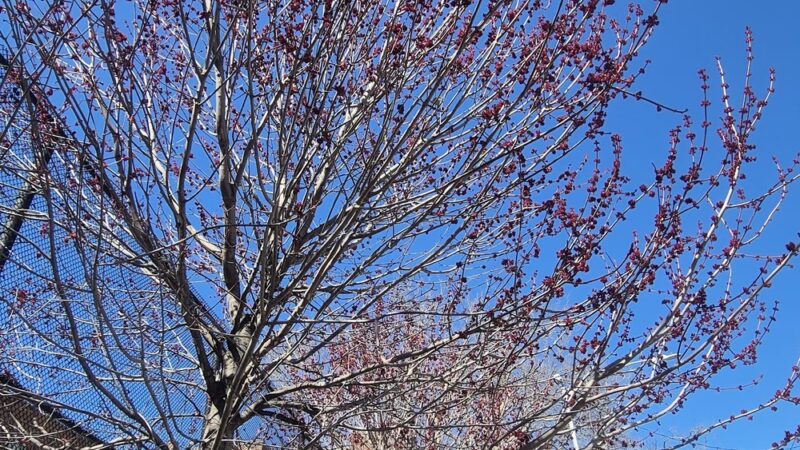 Belmont Playground - Brooklyn, NY