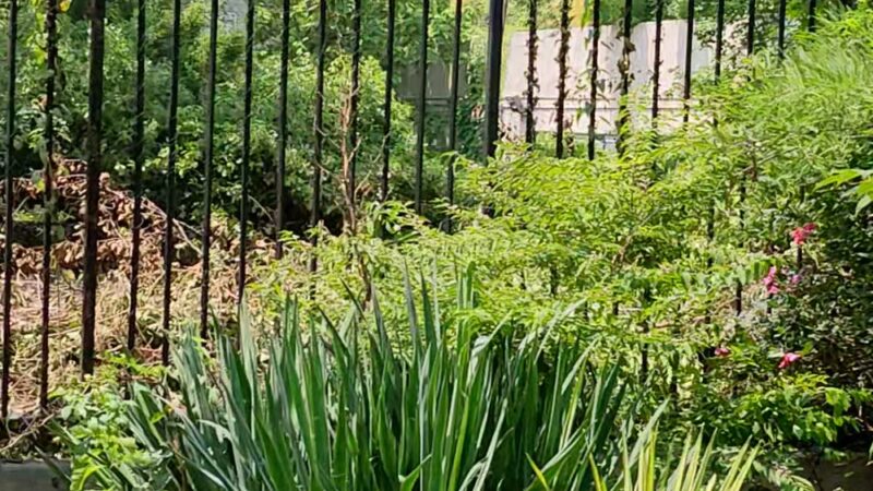 Brower Park - Brooklyn, NY