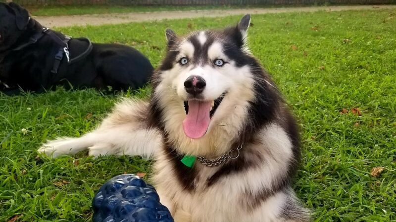 Captain John McKenna, IV Park - Brooklyn, NY